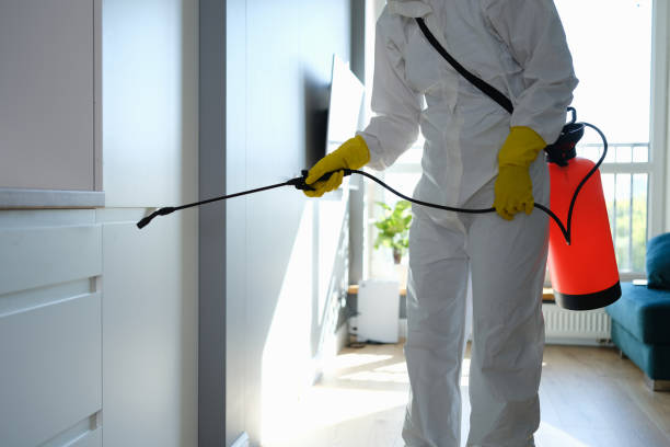 Best Professional Mold Removal  in Bullhead City, AZ