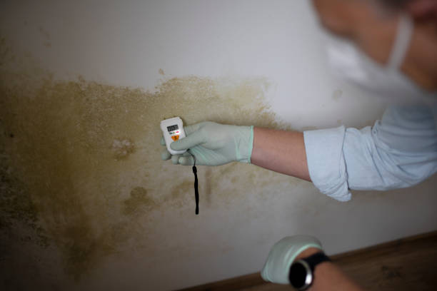 Best Mold Cleaning Services  in Bullhead City, AZ