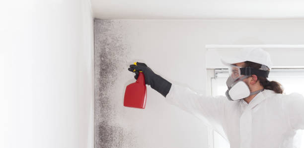 Attic Mold Removal in Bullhead City, AZ