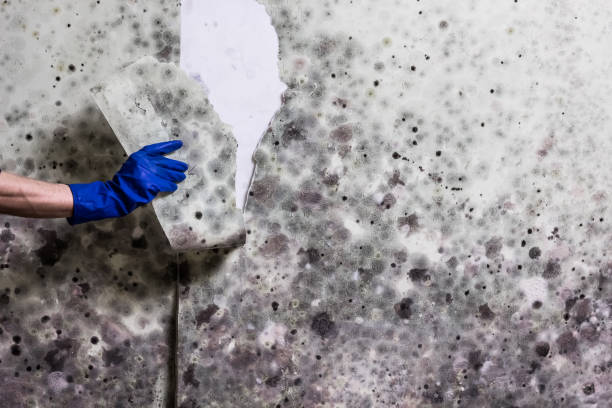 Best Residential Mold Removal  in Bullhead City, AZ