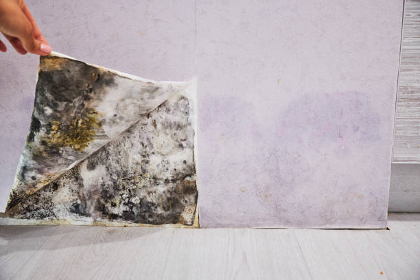Best Same-Day Mold Removal  in Bullhead City, AZ